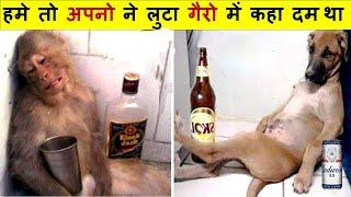 ये जानवर इंसानों से कम नहीं है हिल जाओगे इनके कारनामे देखकर |Funny Animals Caught On Camera Part -76