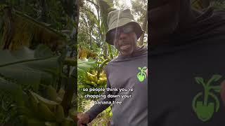 Harvesting Mona Lisa bananas #banana #bananatree #andrethefarmer #garden #permaculturelife