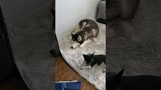 My Husky Loves Listening To Jazz With His Pal Chihuahua   (Part 2 )