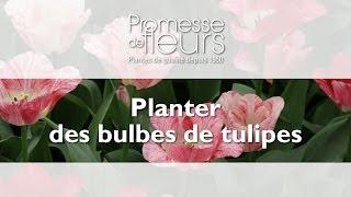 Planter des bulbes de tulipes - Video jardinage pas à pas