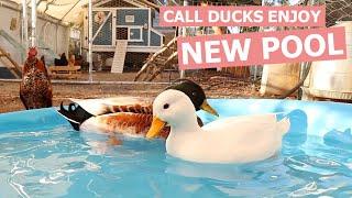 Call Ducks get a New Pool - Pet Call Ducks Swimming