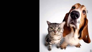 Find Wholesale Pet Products