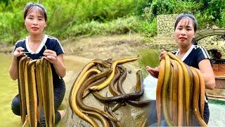 A young girl's way of harvesting eels on the lake,Living off grid, living on a deserted island alone