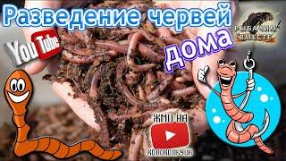 Разведение Червей Дома!!! Все ОЧЕНЬ Просто!!!