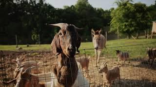 Leipers Fork Farm for Sale