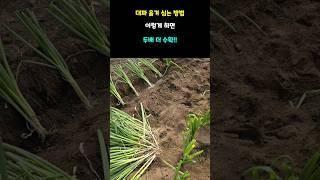 대파 옮겨 심는 방법 이렇게 하면 두배 더 수확 #대파농사 #대파키우기
