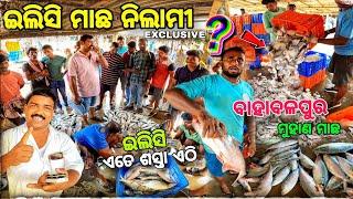 ଏଠି ନିଲାମ ହୁଏ ମାଛ  / Bahabalpur Fish Market/ Balasore Biggest Fish Market / Baleswar
