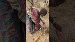 Wow,,  A Hadza Woman Takes Responsibility For The Family Lunch #shorts #cooking #nature #life