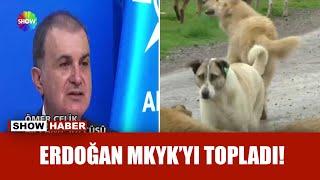 Başıboş köpek düzenlemesi