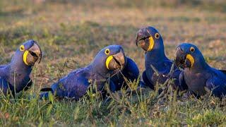 Information about the Hyacinth Macaw (Blue Macaw) | Feathered Explorer