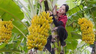 Harvesting Banana , Lychee Fruit Go to the market to sell  Lucia Daily Life