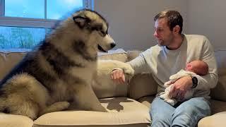 When They Meet Their New Baby Brother For The First Time! (Cutest Ever!!)