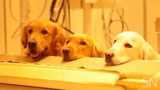 How dogs process speech | Science News