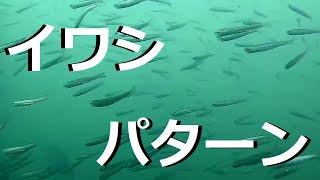 【釣り】マダイやシオ！イワシパターン時の水中映像