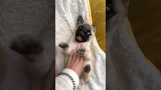 PLAY time with baby MOSY  Wait for it…  #pug #dog #puppy