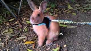 BUNNY going for a  WALK in harness leash