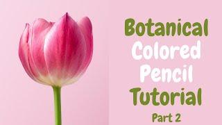 Colored Pencil Botanical Tutorial For Beginners - Live Art Char