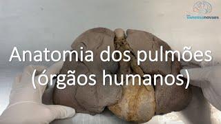 Entenda a anatomia dos pulmões (com órgãos humanos)