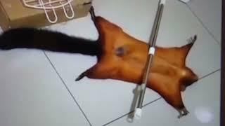 Flying Squirrel plays dead. Fakes crime scene.