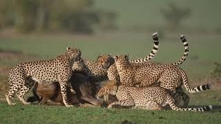 Cheetah Coalition "Fast Five" take down a Wildebeest