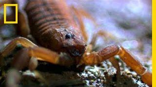 World's Deadliest Scorpion | National Geographic