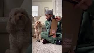 Mini Cockapoo learns shapes then thinks hard about it  #dogs #shorts #cockapoo