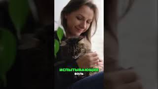 Как облегчить боль у кошки: Советы и помощь