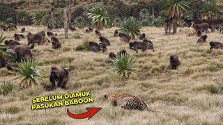 HEBOH Macan Tutul Salah Sasaran! Niatnya Ingin Memangsa Malah Apes Dikeroyok 50 Baboon