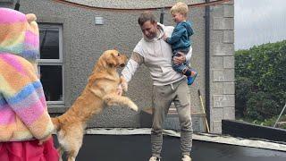 Golden Retriever Loves Trampoline! He Protects The Children! (So Cute!!)