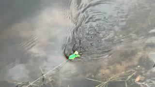 Topwater Frog Lure Bass Trout Fishing Lures Kit By KRLAO  REVIEW