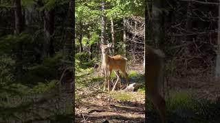 I’m just metal detecting in the woods my deer