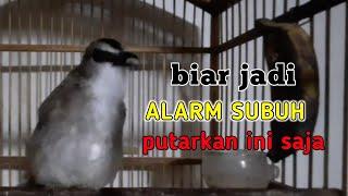 masteran TRUCUK ROPEL alarm subuh, pasti langsung nyaut rajin ropel