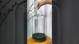 How to grow plant from seeds | Nano glass Vase aquarium | Planted glass bowl | glofish tank setup |