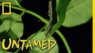 The Caterpillar That Looks Like a Snake | Untamed