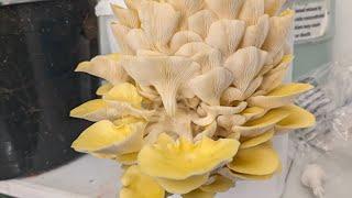 Growing My First Yellow Oyster Mushroom Bucket | The 100K Acre Journey