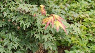 Acer palmatum Little Princess