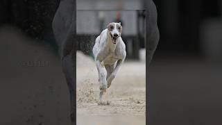 Top 10 Fastest Dog Breeds In the World  #shorts #top10 #dog