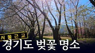 경기도 벚꽃 명소 | 양평 봄파머스가든 | 봄꽃 | 서울근교 여행