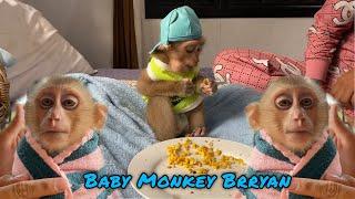 A Day In Life Brryan Baby Monkey | Real Baby Monkey Brryan Family