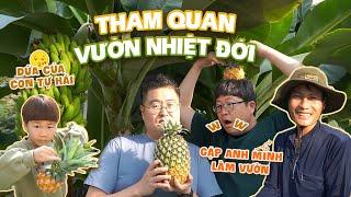 |310| VƯỜN NHÀ KÍNH TRỒNG TRÁI CÂY MÀ NGÀN MÉT VUÔNG!! TỰ TAY HÁI DỨA HÁI CHUỐI TẠI VƯỜN