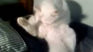 CAT SUCKING HER TITS!!!!!!!!!