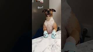 А вы уже купили новогодние носочки?)) #ханна #милыеживотные #говорящаясобака #скороновыйгод #собачки