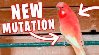 NEW MUTATION OF BUDGIE: RED BUDGIE