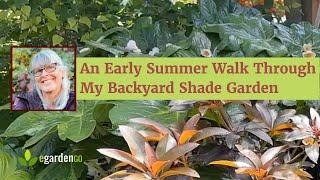 An Early Summer Walk Through My Backyard Shade Garden in Portland, Oregon