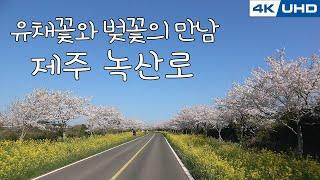 한국의길77. "유채꽃과 벚꽃의 만남" 제주도 녹산로/Korea's Road77. Jeju Island Rok San-Ro(Rape flower road)