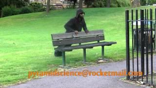 PDMS Park Bench Workout