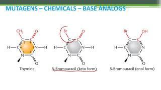 GENE MUTATION - INDUCED MUTATIONS MUTAGENS PART-II