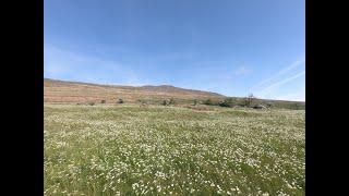 Dales 30. Whernside  736m, walked from Chapel le Dale. The F-flowers were lovely and the wind strong