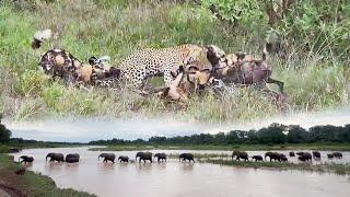 Leopard ATTACKS Wild Dog Pack 