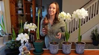 THIS AMARYLLIS TIP BLEW MY MIND & resulted in faster blooming, more uniform growth, & better rooting